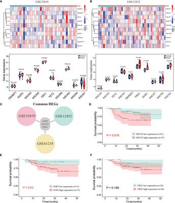 NSUN2 Promotes Tumor Progression and Regulates Immune Infiltration in Nasopharyngeal Carcinoma